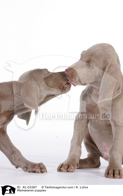 Weimaraner Welpen / Weimaraner puppies / KL-03387