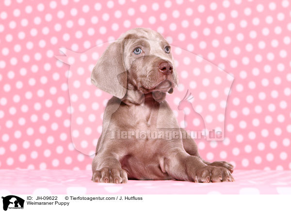 Weimaraner Welpe / Weimaraner Puppy / JH-09622