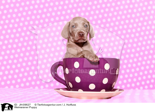 Weimaraner Welpe / Weimaraner Puppy / JH-09627