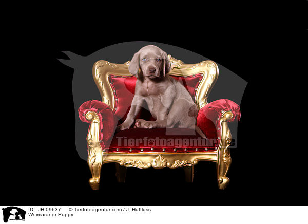 Weimaraner Welpe / Weimaraner Puppy / JH-09637