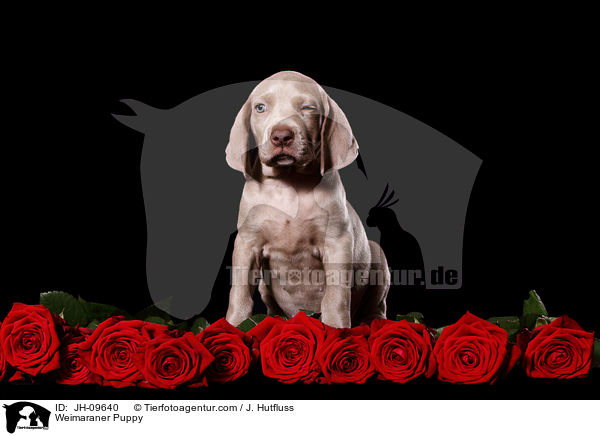 Weimaraner Welpe / Weimaraner Puppy / JH-09640