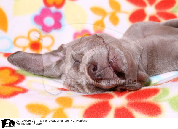 Weimaraner Welpe / Weimaraner Puppy / JH-09669