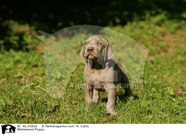 Weimaraner Welpe / Weimaraner Puppy / KL-03832