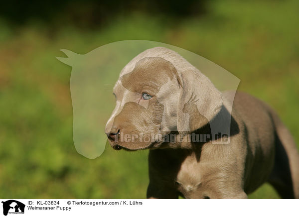 Weimaraner Welpe / Weimaraner Puppy / KL-03834