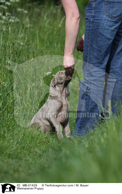 Weimaraner Welpe / Weimaraner Puppy / MB-01429