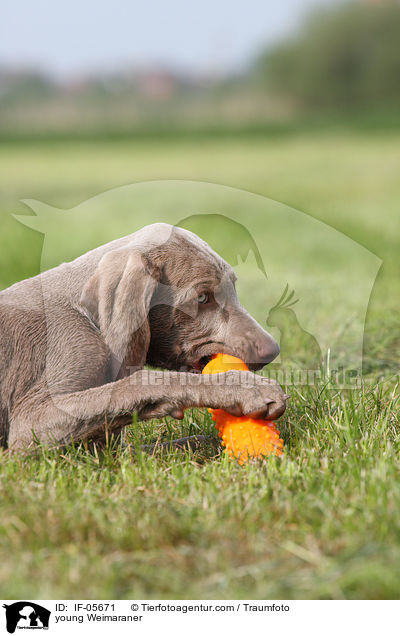 junger Weimaraner / young Weimaraner / IF-05671