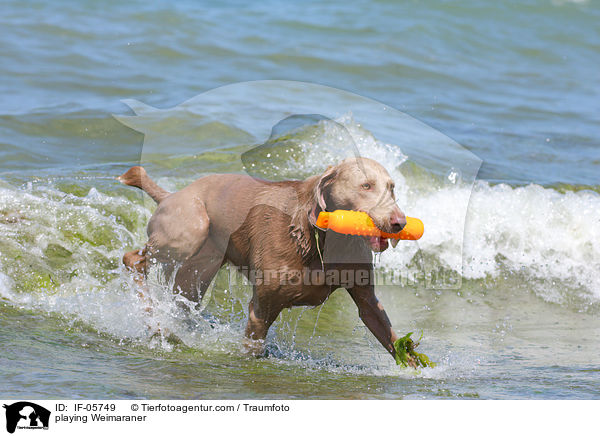 spielender Weimaraner / playing Weimaraner / IF-05749
