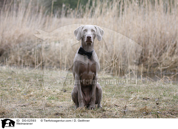 Weimaraner / Weimaraner / DG-02593