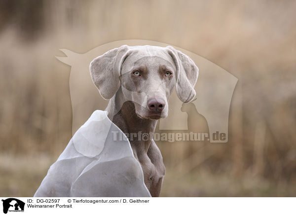Weimaraner Portrait / Weimaraner Portrait / DG-02597