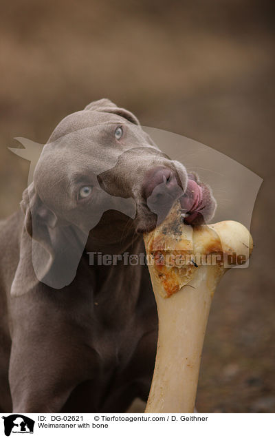 Weimaraner mit Knochen / Weimaraner with bone / DG-02621