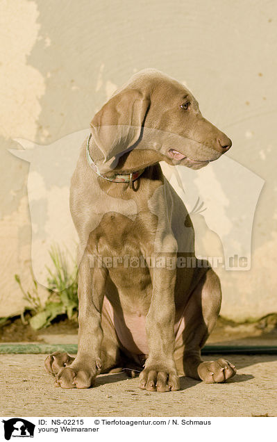 junger Weimaraner / young Weimaraner / NS-02215