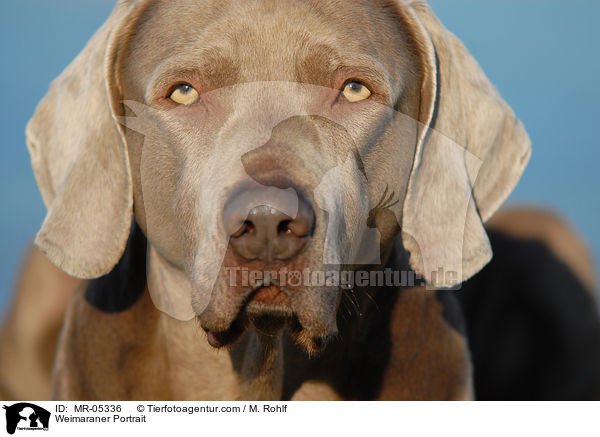 Weimaraner Portrait / MR-05336