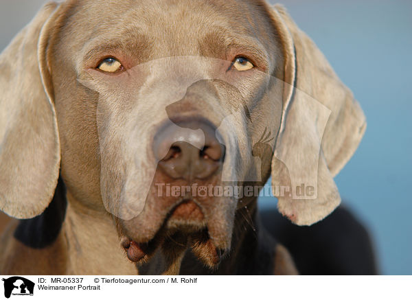 Weimaraner Portrait / Weimaraner Portrait / MR-05337