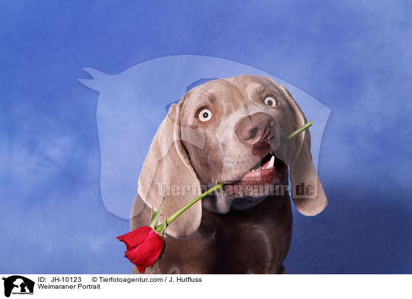 Weimaraner Portrait / Weimaraner Portrait / JH-10123