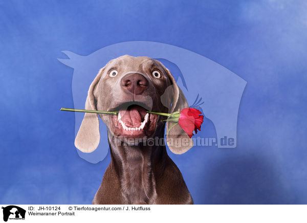Weimaraner Portrait / Weimaraner Portrait / JH-10124