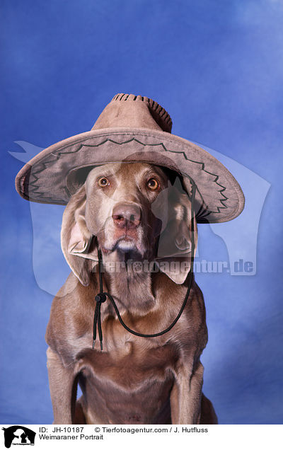 Weimaraner Portrait / Weimaraner Portrait / JH-10187