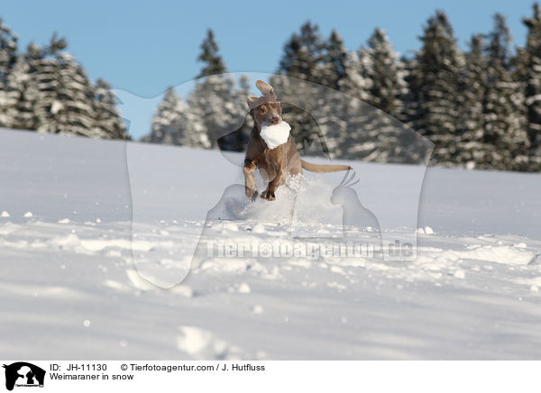 Weimaraner im Schnee / Weimaraner in snow / JH-11130