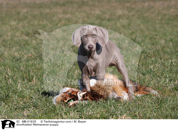 Kurzhaarweimaraner Welpe / shorthaired Weimaraner puppy / MB-01635