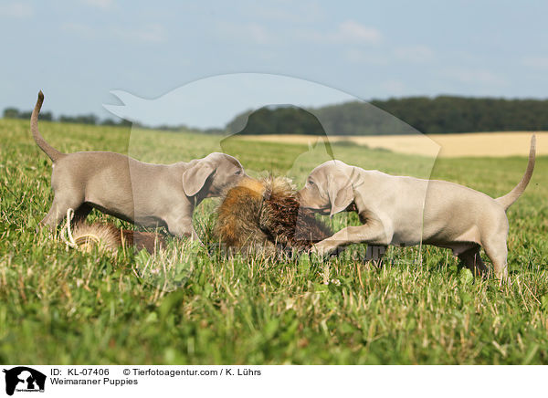 Weimaraner Welpen / Weimaraner Puppies / KL-07406