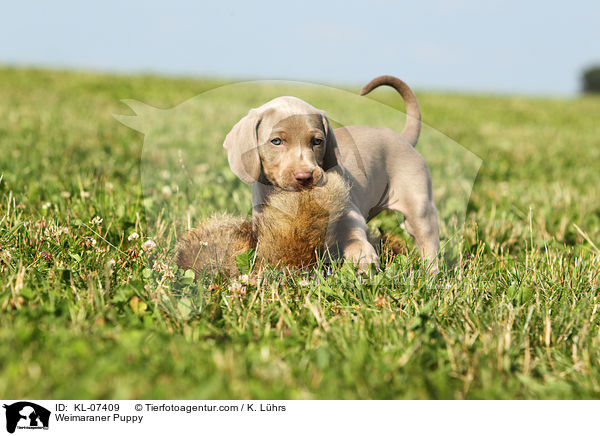 Weimaraner Welpe / Weimaraner Puppy / KL-07409