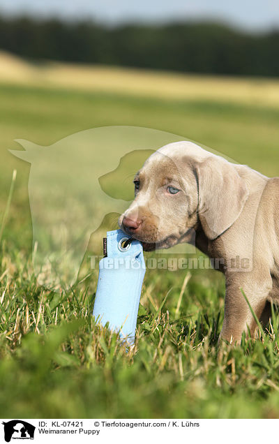 Weimaraner Welpe / Weimaraner Puppy / KL-07421