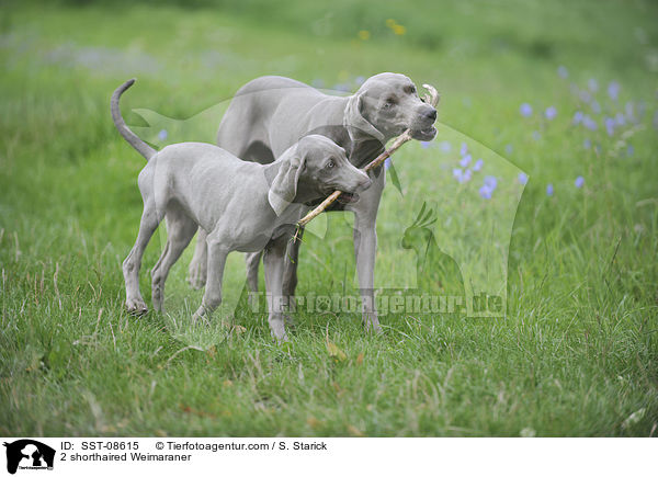 2 Kurzhaarweimaraner / 2 shorthaired Weimaraner / SST-08615