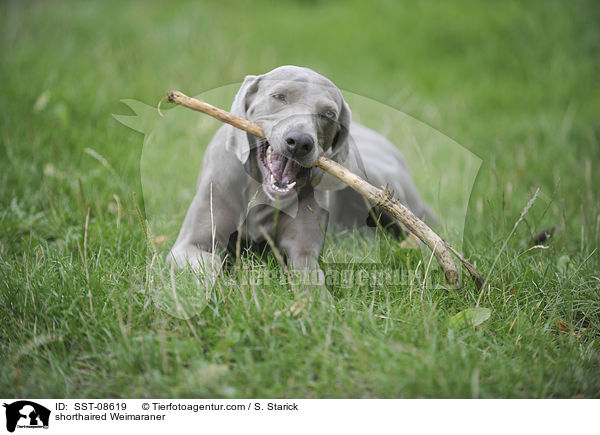 Kurzhaarweimaraner / shorthaired Weimaraner / SST-08619