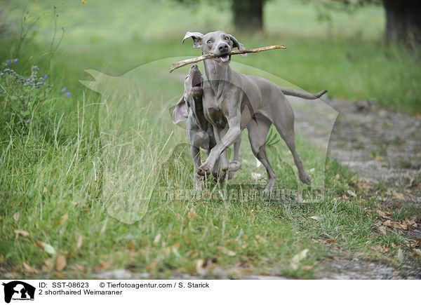 2 Kurzhaarweimaraner / 2 shorthaired Weimaraner / SST-08623