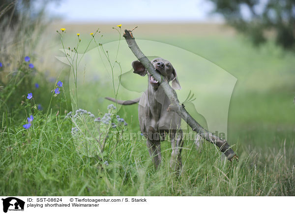 spielender Kurzhaarweimaraner / playing shorthaired Weimaraner / SST-08624