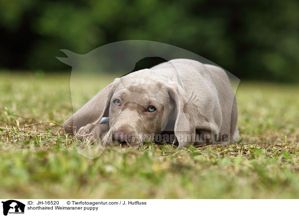 Kurzhaarweimaraner Welpe / shorthaired Weimaraner puppy / JH-16520