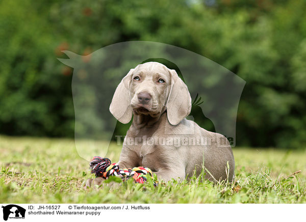 Kurzhaarweimaraner Welpe / shorthaired Weimaraner puppy / JH-16527