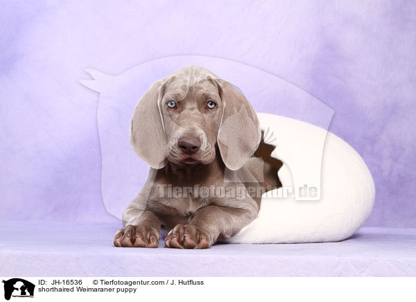 Kurzhaarweimaraner Welpe / shorthaired Weimaraner puppy / JH-16536
