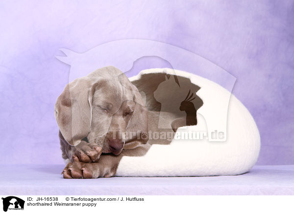 Kurzhaarweimaraner Welpe / shorthaired Weimaraner puppy / JH-16538