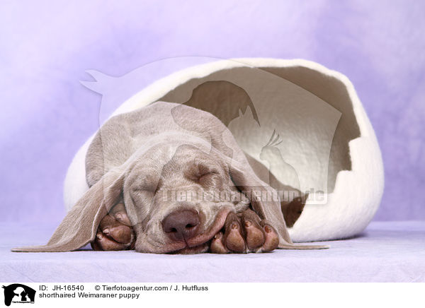 Kurzhaarweimaraner Welpe / shorthaired Weimaraner puppy / JH-16540
