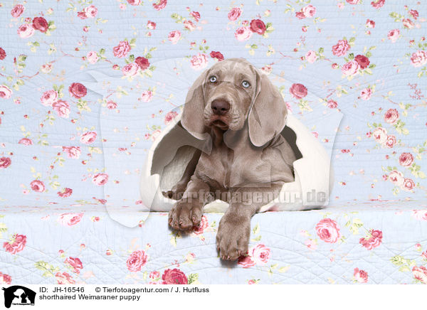 Kurzhaarweimaraner Welpe / shorthaired Weimaraner puppy / JH-16546