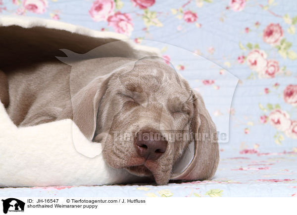 Kurzhaarweimaraner Welpe / shorthaired Weimaraner puppy / JH-16547
