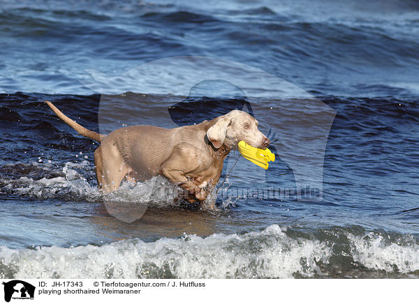 spielender Kurzhaarweimaraner / playing shorthaired Weimaraner / JH-17343