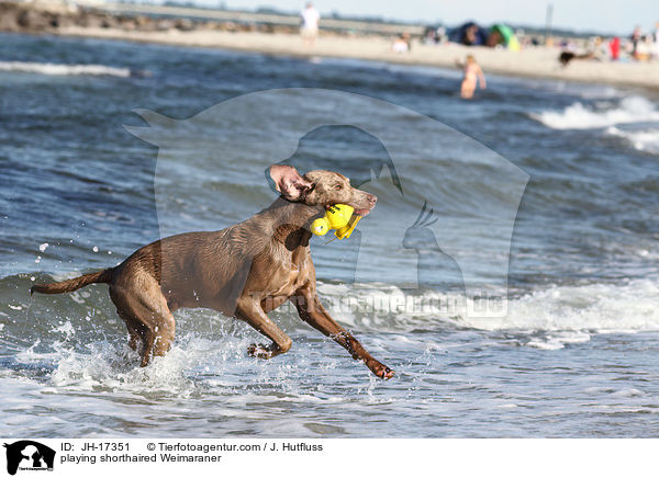 spielender Kurzhaarweimaraner / playing shorthaired Weimaraner / JH-17351