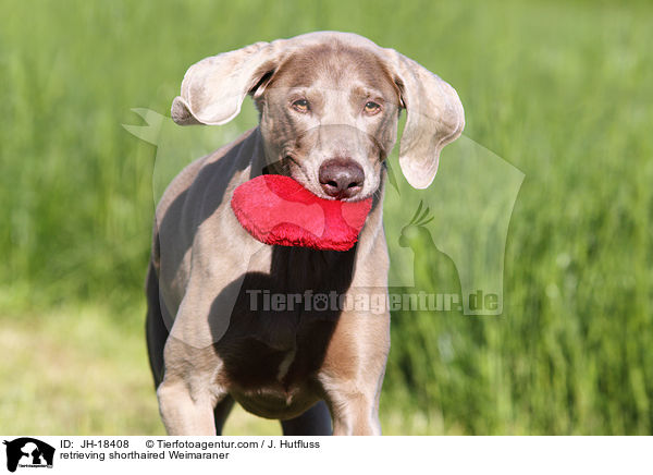 retrieving shorthaired Weimaraner / JH-18408