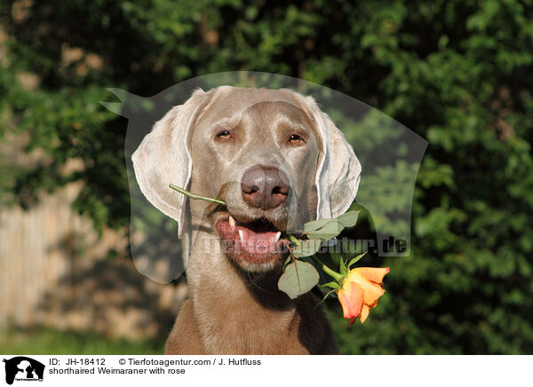 shorthaired Weimaraner with rose / JH-18412