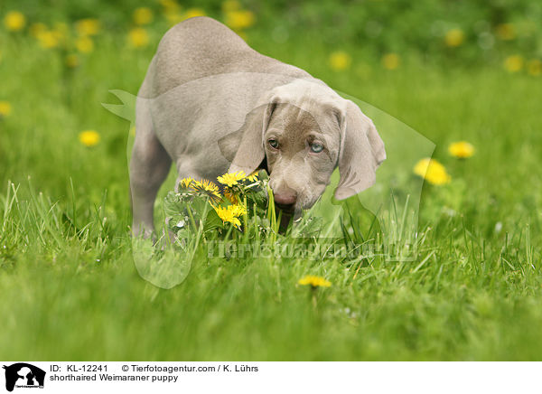 Kurzhaarweimaraner Welpe / shorthaired Weimaraner puppy / KL-12241