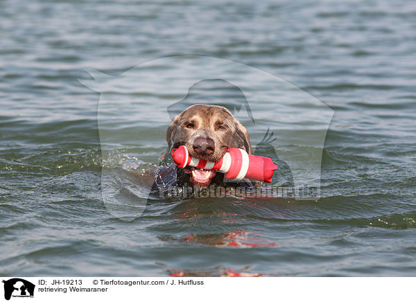 apportierender Weimaraner / retrieving Weimaraner / JH-19213