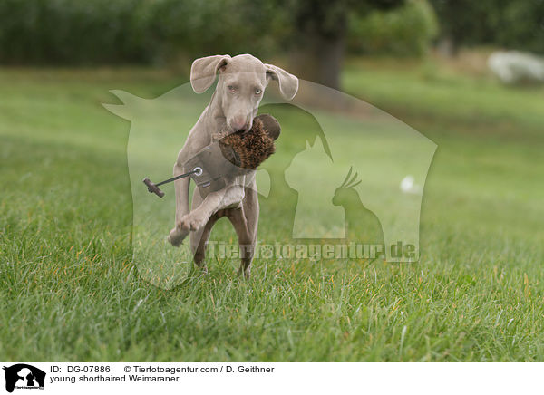 junger Kurzhaarweimaraner / young shorthaired Weimaraner / DG-07886