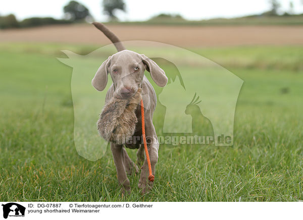 junger Kurzhaarweimaraner / young shorthaired Weimaraner / DG-07887