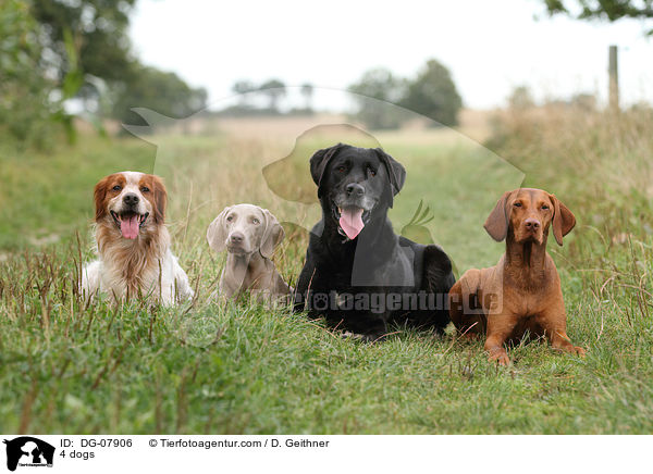4 Hunde / 4 dogs / DG-07906