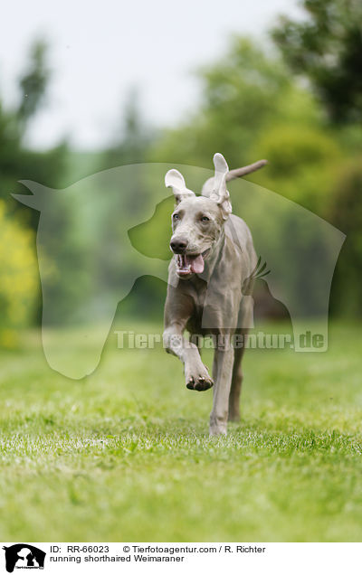 rennender Kurzhaarweimaraner / running shorthaired Weimaraner / RR-66023