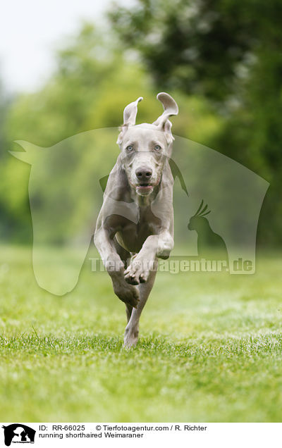 running shorthaired Weimaraner / RR-66025
