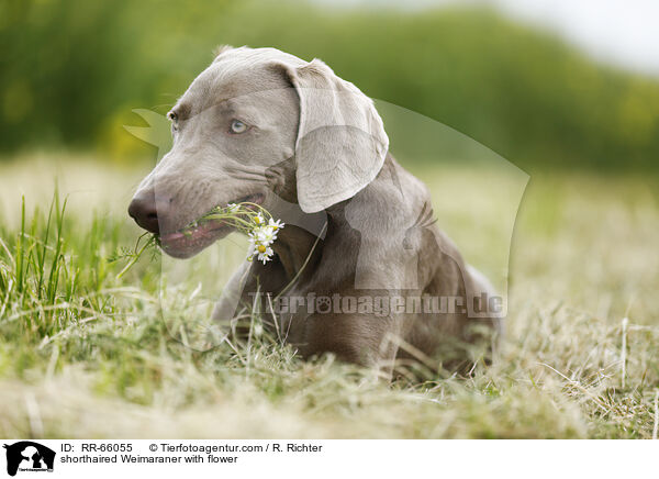 Kurzhaarweimaraner mit Blume / shorthaired Weimaraner with flower / RR-66055