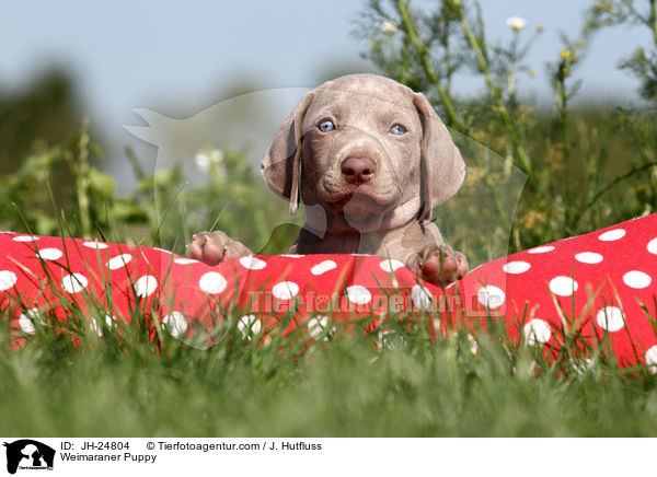 Weimaraner Welpe / Weimaraner Puppy / JH-24804