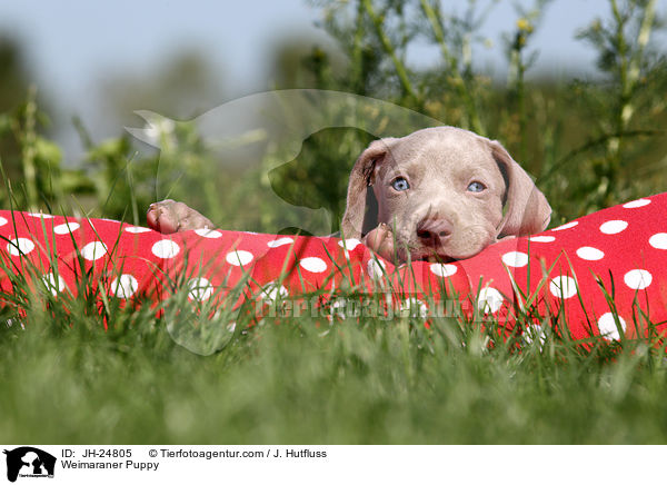 Weimaraner Welpe / Weimaraner Puppy / JH-24805